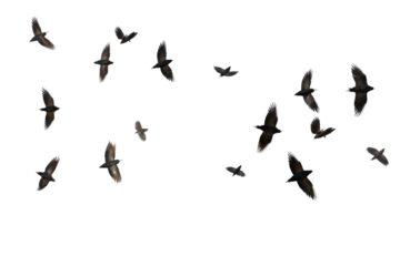 Elegant Ascent: A captivating photograph capturing a serene flock of birds in graceful flight across a clear sky.