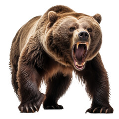 Fototapeta premium Majestic Grizzly Bear in Natural Habitat: Capture the raw power and serene beauty of this iconic creature.