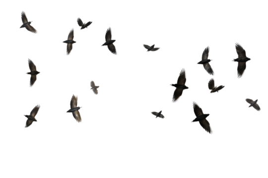 Elegant Ascent: A captivating photograph capturing a serene flock of birds in graceful flight across a clear sky.