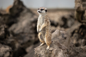 A meerkat standing guard 