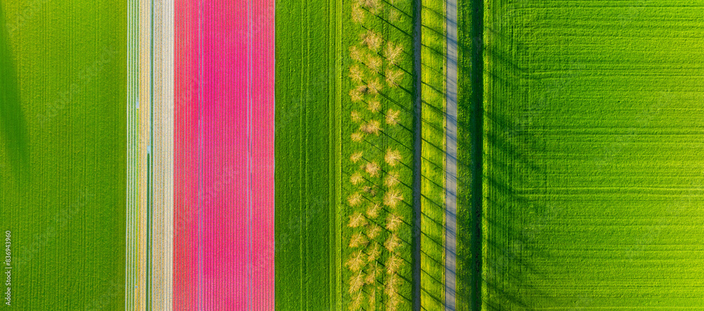 Canvas Prints drone view of a field of tulips. road on the field. landscape from the air. rows on the field. view 
