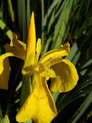 Zbliżenie na żółte kwiaty irysa wodnego © Kumulugma