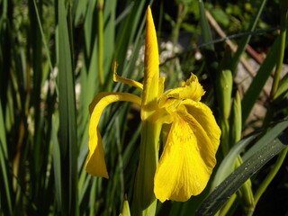 Zbliżenie na żółte kwiaty irysa wodnego © Kumulugma