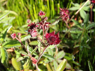Zbliżenie na kwiat rośliny z gatunku Comarum © Kumulugma