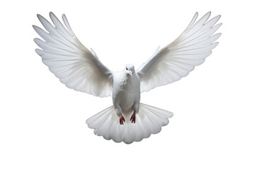 Fototapeta premium Serene Elegance: A pristine white dove captured in a moment of graceful solitude, isolated against a soft, unblemarked background.