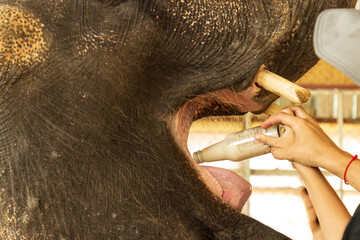 elephant drinks milk from a bottle as a background.