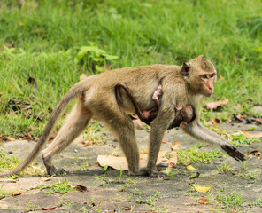 monkeys on a walk in the park.