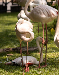 pink flamingo birds in nature.