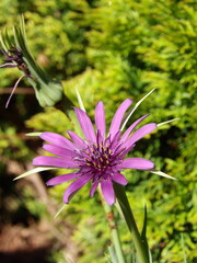 Zbliżenie na kwiaty rośliny z gatunku Tragopogon porrifolius © Kumulugma