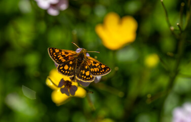 Butterfly with yellow spots on flower, Chequered Skipper, Carterocephalus palaemon