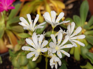 Zbliżenie na kwiaty rośliny z gatunku Lewisia  © Kumulugma