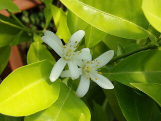 Zbliżenie na białe kwiaty cytryny © Kumulugma