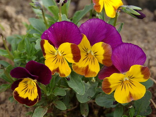 Zbliżenie na kwiaty miniaturowych bratków © Kumulugma