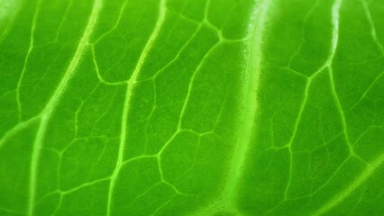 Delve into the close-up realm of a Cos lettuce leaf, where every delicate vein tells a story of growth and vitality, its vibrant green hue a symphony of freshness and natural elegance.
