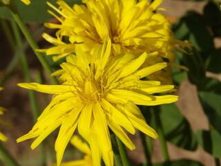 Zbliżenie na żółte kwiaty Scorzonera hispanica