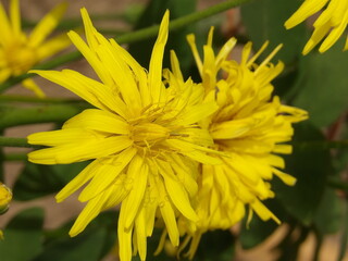 Zbliżenie na żółte kwiaty Scorzonera hispanica