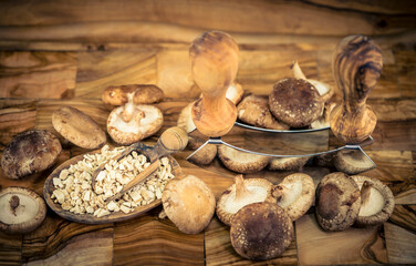 Shiitake Pilze Lentinula edodes auf Olivenholz