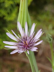 Zbliżenie na kwiaty rośliny z gatunku Tragopogon porrifolius © Kumulugma