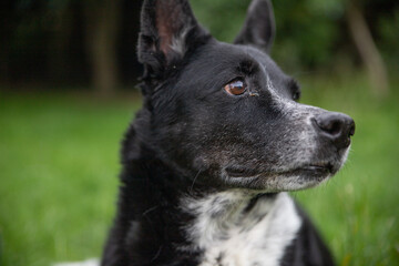 Dog with a sour eye on a green background Black Laika