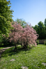 Kwitnące na różowo drzewko © neskama