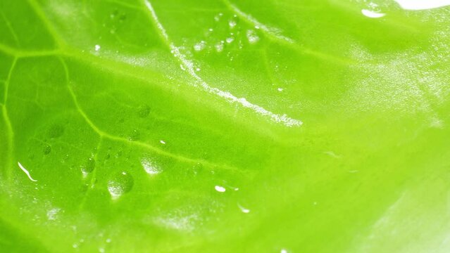 A close-up reveals a vibrant Cos lettuce leaf, its lush green hue captivating. Delicate veins traverse its surface, accentuated by glistening droplets, imbuing it with an irresistible freshness.
