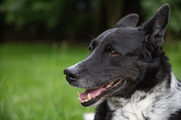 Adorable old gray-haired dog on grass background with space for text