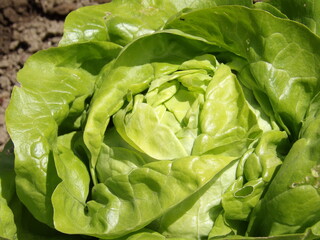 Zbliżenie na główkę sałaty