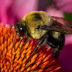 bee pollinating a flower