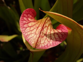 Zbliżenie na kaptury rośliny owadożernej z gatunku sarracenia