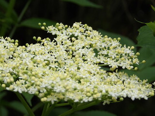 Zbliżenie na białe kwiaty czarnego bzu © Kumulugma