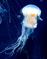 Stunning capture of a single jellyfish with flowing tentacles in a dark blue ocean backdrop