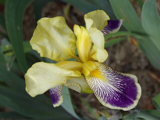 Zbliżenie na żółto fioletowy kwiat irysa © Kumulugma