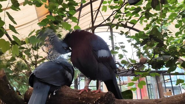 Two Victoria Mabruk birds perched on a tree branch