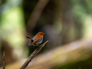 森の中で枯れ木に留まっているコマドリの雄