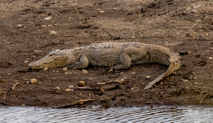 Majestic crocodile resting on the riverbank, blending into its natural habitat, showcasing the wild...