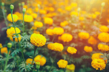 Field of Yellow Marigolds