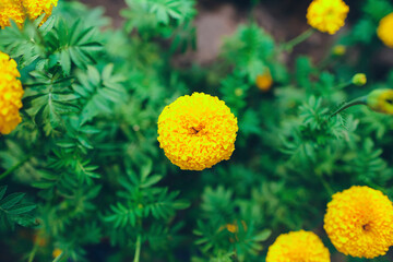 Yellow Marigold in the Garden
