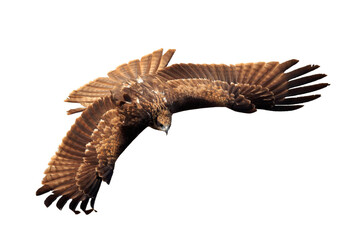 Black Kite in Flight