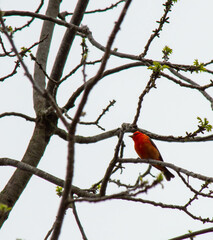 Scarlet tanager resting during the spring migration