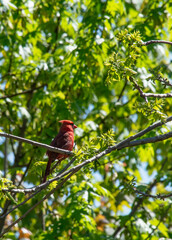 cardinal in the tree looking for a mate