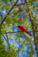 observant cardinal perched on a branch