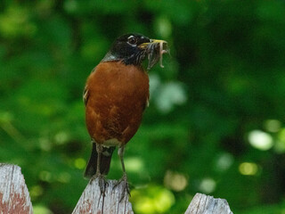 robin in the garden bringing food to the nestlings