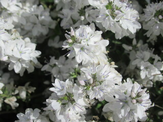 Zbliżenie na białe kwiaty rośliny z gatunku Veronica prostrata