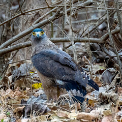 A bird is standing in the grass with its head up. The bird is looking to the right