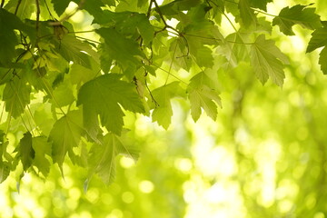 Hojas verdes en primer plano y fondo desenfocado, recurso gráfico como fondo de naturaleza