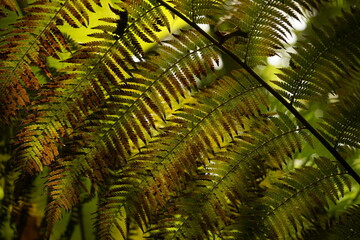 Detalle de textura y formas de hojas de una planta que inspira naturaleza salvaje