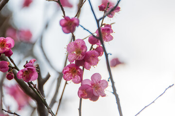 満開の梅の花