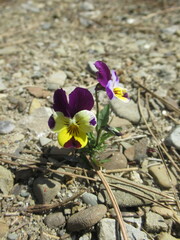 Zbliżenie na delikatne kwiaty bratków © Kumulugma