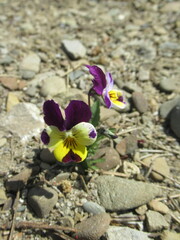 Zbliżenie na delikatne kwiaty bratków © Kumulugma