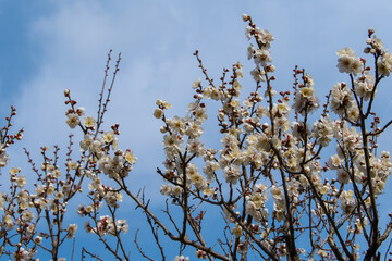 白梅の花